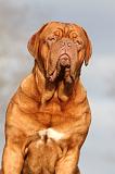 DOGUE DE BORDEAUX 157